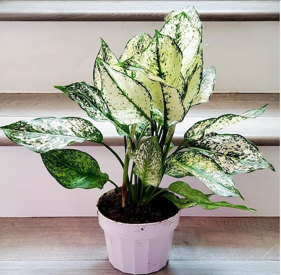 diamond elephant ear plant Colocasia 'Diamond Head' Elephant Ear Bulb main image 0