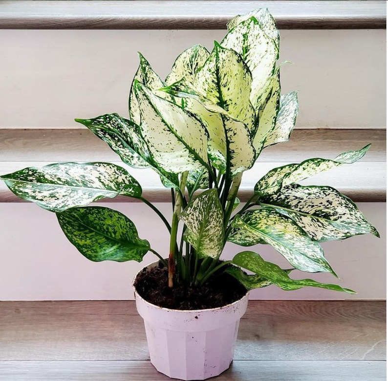 PlantTipz Chinese Evergreen First Diamond