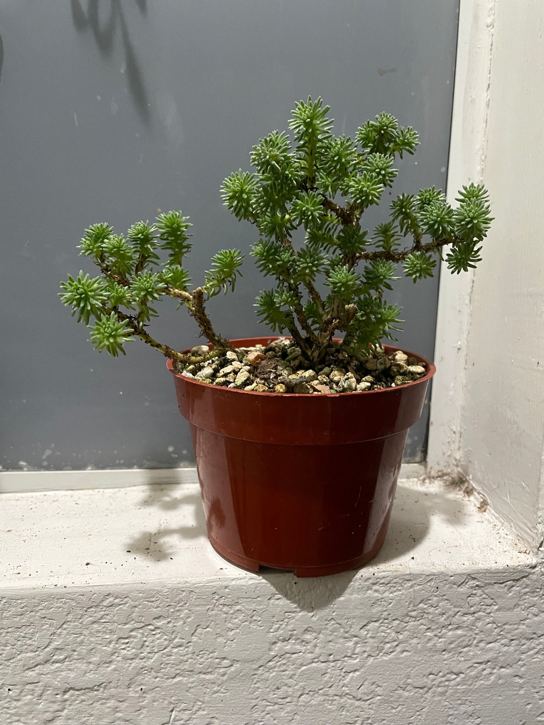 Miniature Joshua Tree succulent Bonsai easy Care low Water . Similar Not Exactsedum Multicep