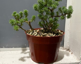 Miniature Joshua tree  -succulent bonsai -easy care  -low water . Similar not exact