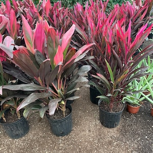 X Large 2-3-ft Cordyline red sister-wide leaves similar to picture not exact image 1