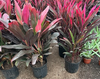 X Large 2-3-ft Cordyline -red sister-wide leaves -similar to picture not exact