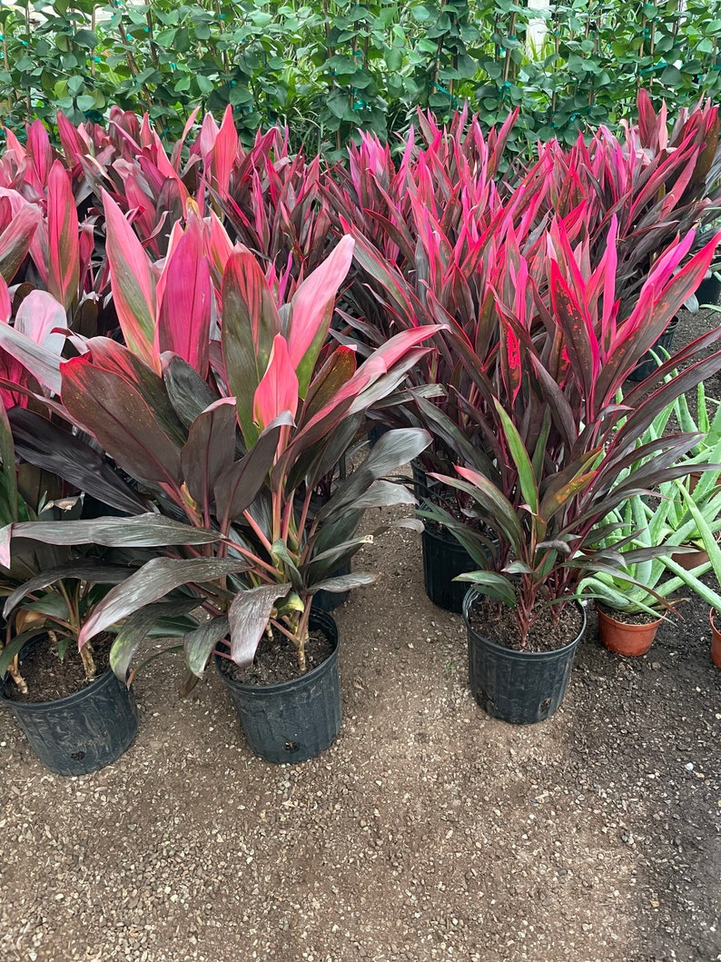 X Large 2-3-ft Cordyline red sister-wide leaves similar to picture not exact image 1