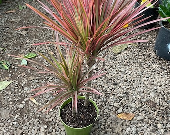 Dracaena Marginata Colorama-air  purifier-easy care-similar to picture 2 sizes pink plant- 1 plant with growers pot