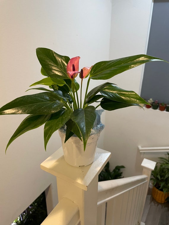 Hard to Find - 4 Inch Potted Live Plant -light Purple Anthurium