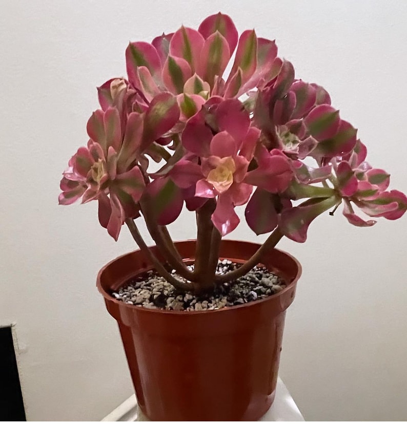 Puede incluir: Una planta suculenta en maceta con hojas rosadas y verdes. La planta est&aacute; en una maceta de pl&aacute;stico marr&oacute;n.