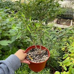 Bonsai ficus -mini dwarf variety -similar to picture -hard to find ficus -China - wavy foliage  -seed grown . RARE-salicaria- willow leaf .