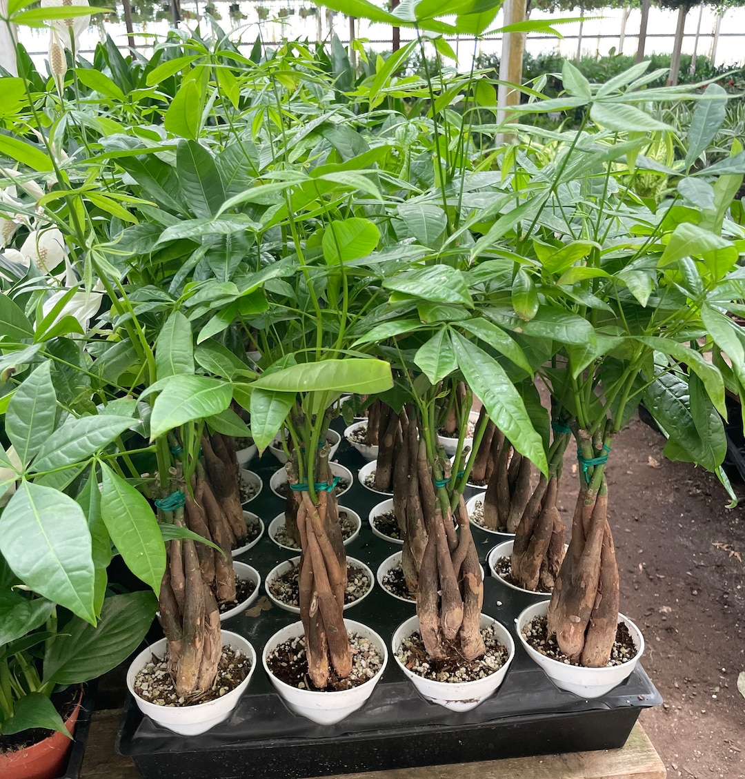 Large 1ft Tall in 4 Inch Pot Money Treepachira Aquatica Money Tree