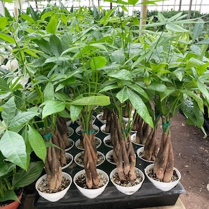 Large 1ft Tall in 4 Inch Pot Money Tree pachira Aquatica Money
