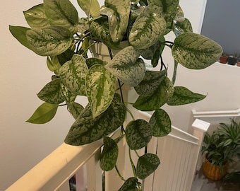 Large -Silver santin pothos exoctica -trailing-Scindapsus-similar to photo not exact