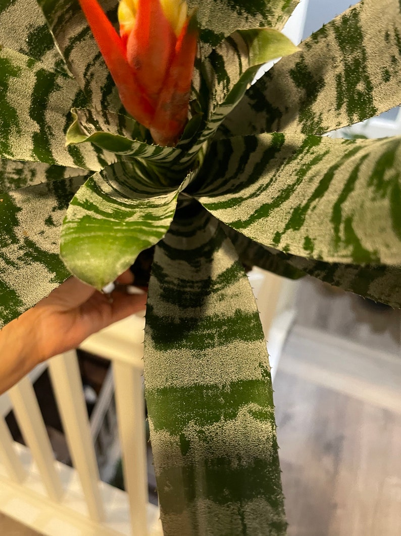 XL 1ft-Variegated Bromeliad easy care keep water in flower cup hard to find Rare Aechmea chantinii black-Rebecca image 9