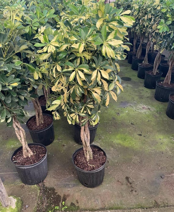 4 Ft - Dwarf Umbrella Tree - Schefflera! - Etsy