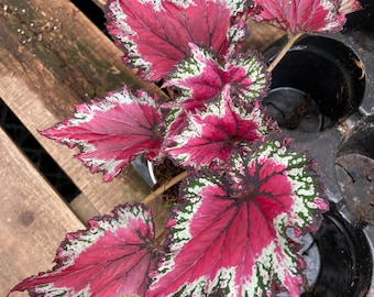 4 inch potted live plant -Rex Begonia ‘Red Vibrant Variegated -Terrarium, vivarium-similar to  picture