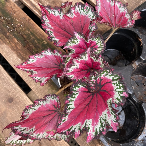 4 inch potted live plant -Rex Begonia ‘Red Vibrant Variegated -Terrarium, vivarium-similar to  picture