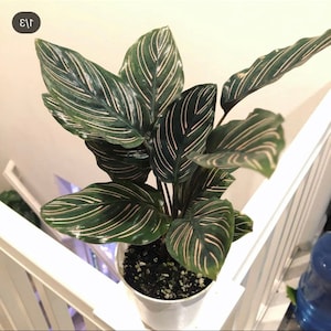 4" Calathea Ornata , live house plant - air purifying plant-pet friendly