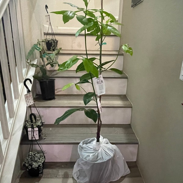 3ft tall -3 gallon potted exotic fruit -Black Sapote -Matt Snow similar to photo not exact