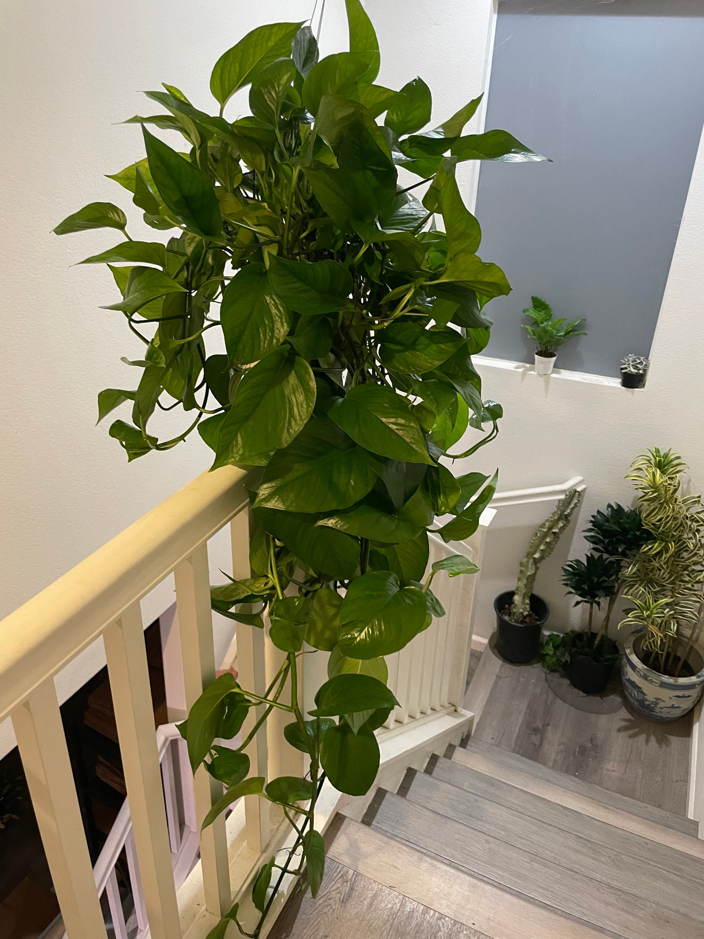 XXL -3 Ft Trail -large-jade Potho in Growers Pot-rare This XXL -3 Ft Trail -large-jade Potho in Growers Pot-rare This
