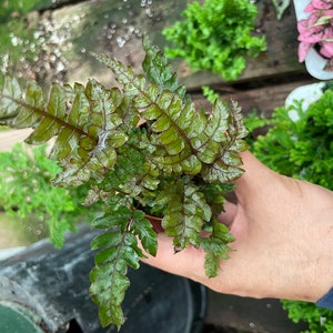 Options multiples de 5 cm (2 po.) : terrarium, fougères de jardin Fairy Tail, entretien facile, faible luminosité, purificateur d'air au choix du producteur en fonction des disponibilités. image 3