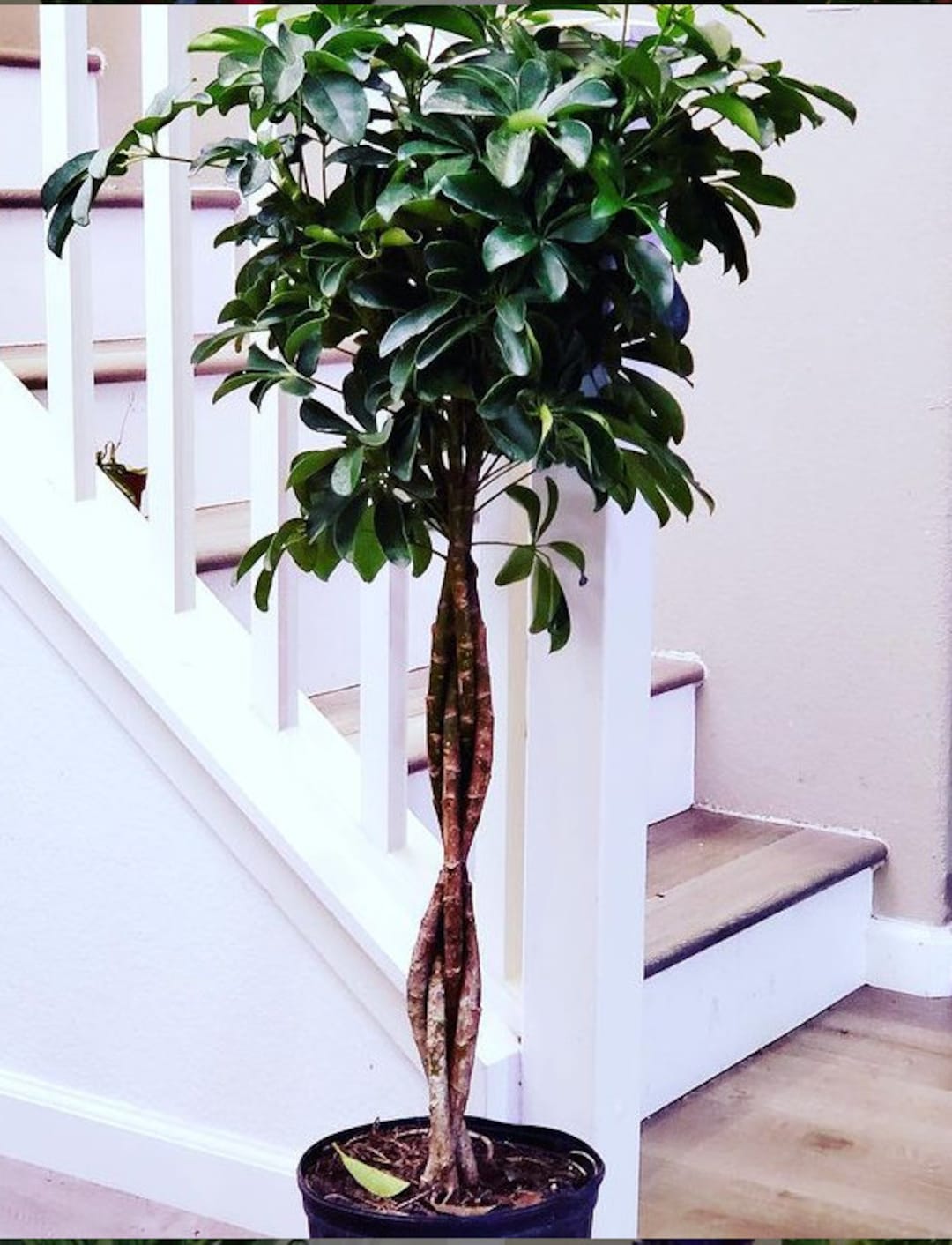 4 Ft - Dwarf Umbrella Tree - Schefflera! - Etsy