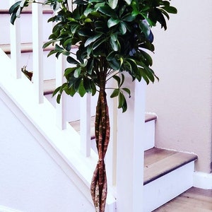 4 ft - Dwarf Umbrella Tree - Schefflera!