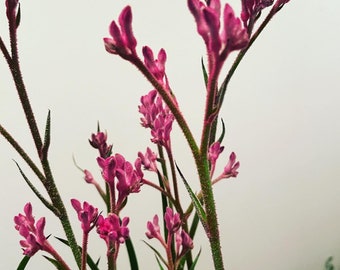 6 inch potted live plant-1ft tall pink kangaroo paw-hard to find-seasonal similar to picture 2