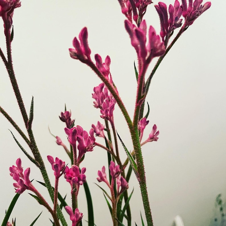 6 inch potted live plant-1ft tall pink kangaroo paw-hard to find-seasonal similar to picture 2 image 1