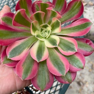 4 inch pot -Aeonium Pink witch rooted 1 head - ships with pot-starter plant 3 inches wide image 5