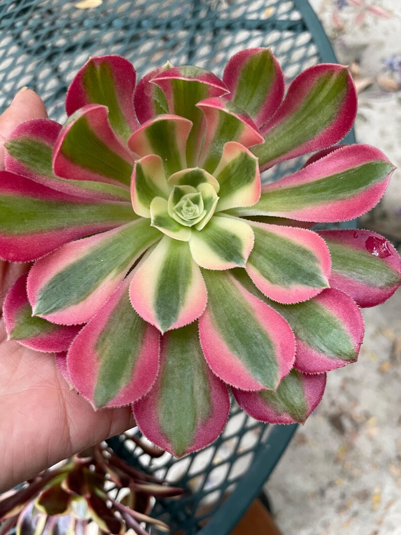 4 inch pot -Aeonium Pink witch rooted 1 head - ships with pot-starter plant 3 inches wide image 5