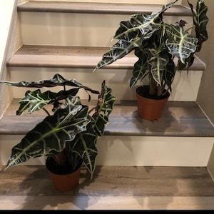 Large 1 ft tall -6 inch pot-alocasia polly -African mask