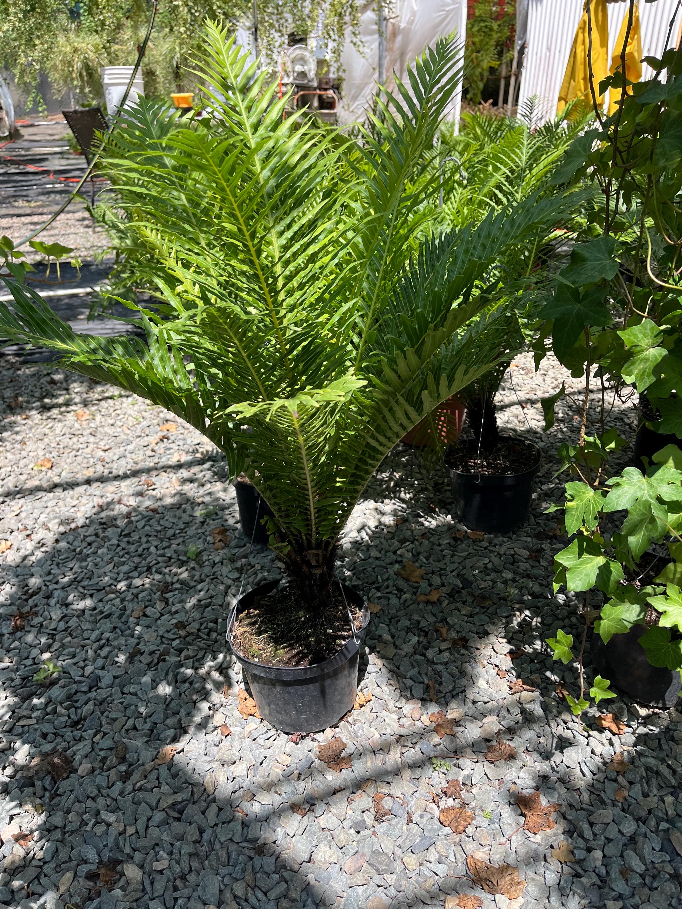 Compact Fern Tree XXL-8 Inch Pot-dwarf Tree Fern With Trunk-low Light- New Release ...
