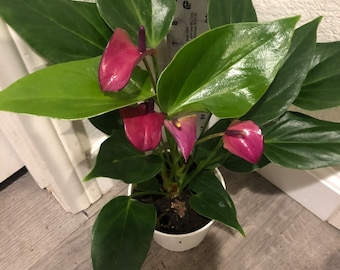 Hard to find - 4 inch potted live plant -deep purple magenta anthurium