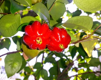 Exoctic Fruit-rooted- Red Surinam Cherry seedling . Approximately 5-8 inches tall- not exact plant . Eugenia Uniflora Surinam