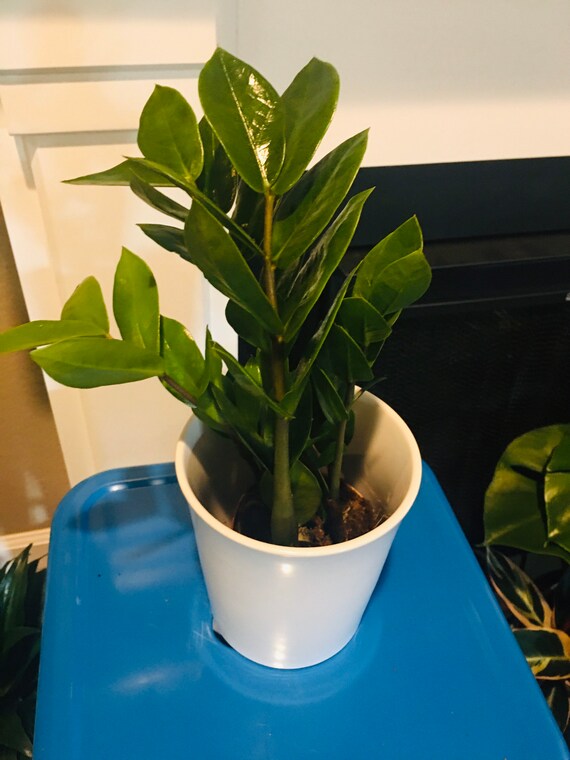 4 in Pot Growers Pot- ZZ Plant (zamioculcas Zamiifolia)-easy Care- Air  Purifier-handles Low Light - Etsy