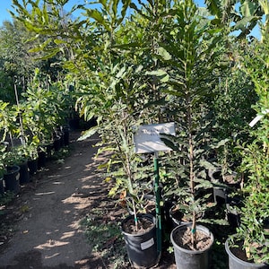 May include: Two potted Macadamia Nut trees with green leaves. The trees are in black plastic pots and are labeled "Macadamia Nut" on a white sign.