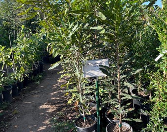 Árbol de nuez de macademia XXXL de 1,5 m de altura