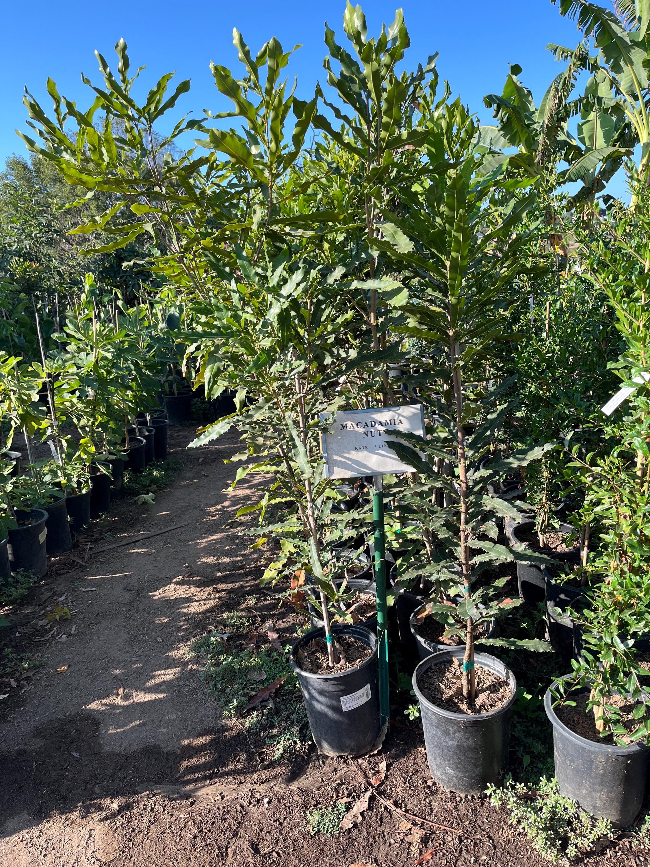 XXXL -5ft Tall Macademia Nut Tree- - Etsy