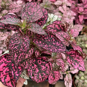 Large 4 inch Hypoestes (not a starter plant)  -polka dot plant live potted plant in growers pot- dark pink