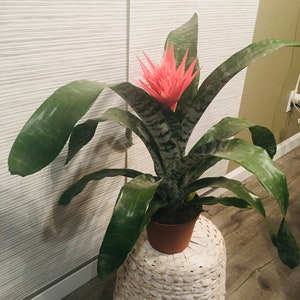 6" Large BROMELIAD –Aechmea Pink -Has Flower !