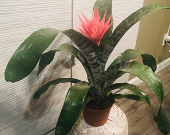 6" Large BROMELIAD –Aechmea Pink -Has Flower !
