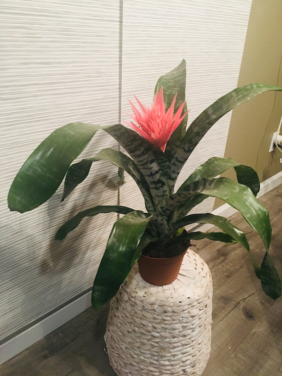 6 Large BROMELIAD aechmea Pink has Flower - Etsy