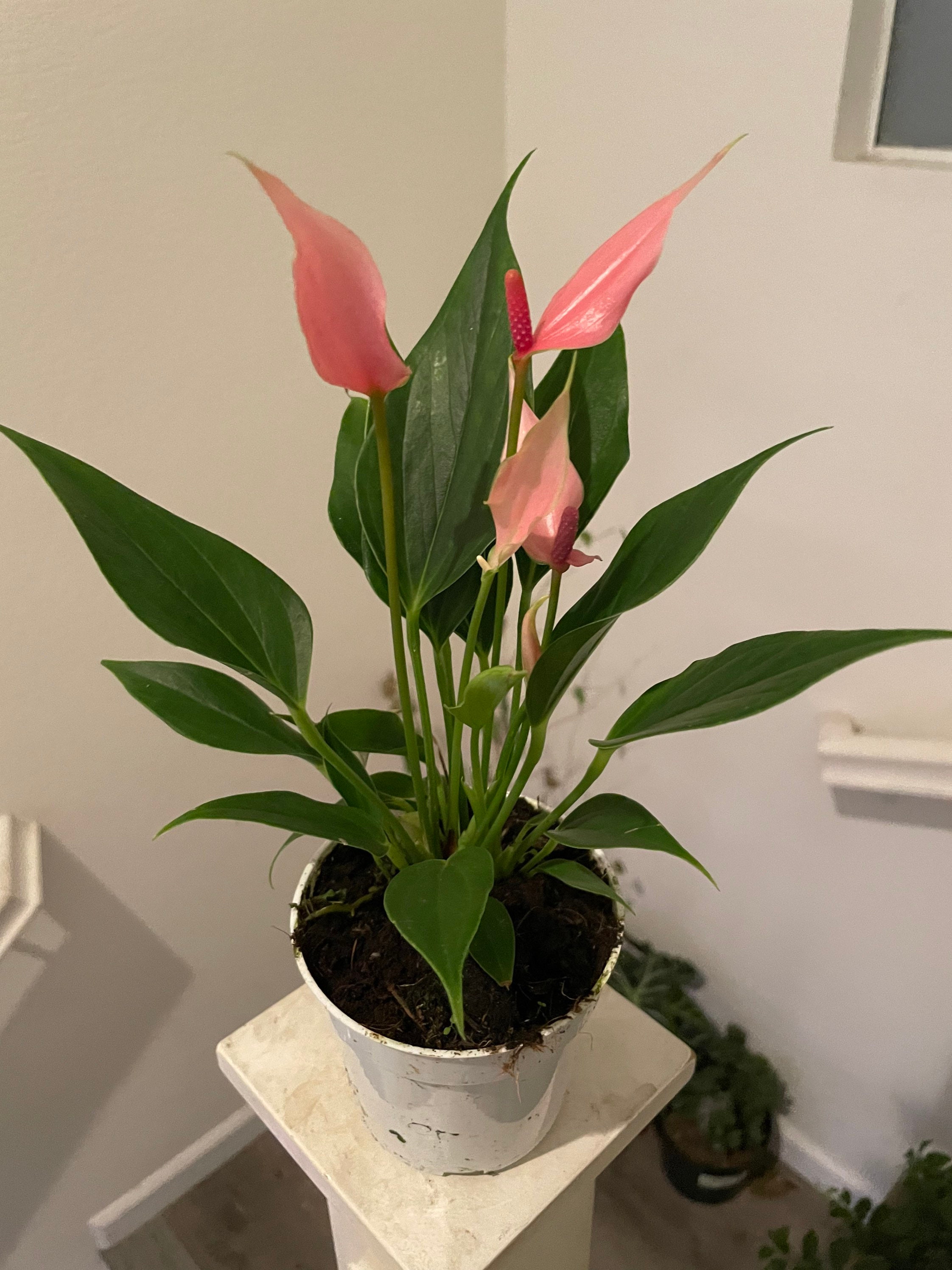 anthurium nigrolaminum gigi Anthurium magnificum/crystallinum x nigrolaminum 'Gigi' main image 0