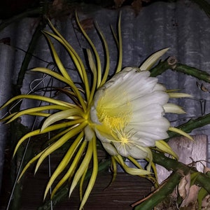 2 cuttings !  6 inch unrooted cutting ,these are easy to grow-Selenicereus grandiflorus -Huge White Flowers-Queen of the night