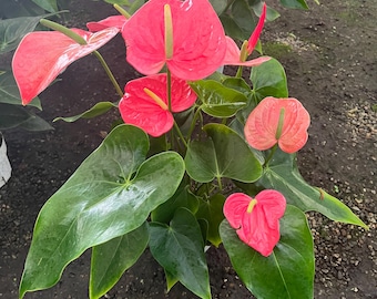 Anthurium Plant, NASA Air Purifier, Tropical Pink Bloom - Etsy