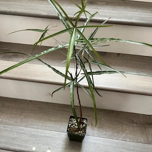 1-2 ft Queensland Bottle Tree Brachychiton rupestris- similar to photo not exact