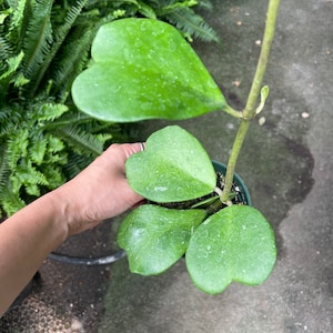 4 inch potted -Green Kerrii Heart Hoya -similar not exact