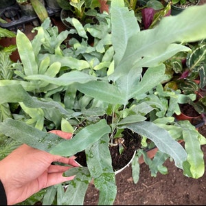 4 inch pot- blue fern plant ,-easy care , low light , some humidity , air purifier, terrarium-pet friendly-Phlebodium aureum