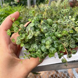 multiple size options - 2,4,6 inch  pot string of turtles trailing -Peperomia prostrata-terrarium plant-succulent-fairy garden