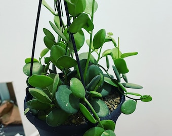 Multiple sizes available inch-live plant- Silver Dollar Plant Live plant-String of Coins/ Xerosicyos Danguyi- string of nickels