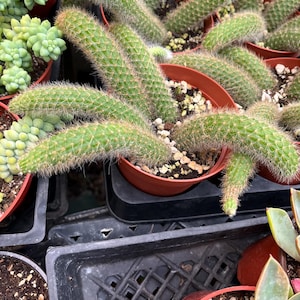May include: A potted peanut cactus with long, cylindrical, light green stems covered in fine white spines, planted in a small terracotta-colored plastic pot filled with dark soil and small white perlite pebbles, surrounded by other succulents.
