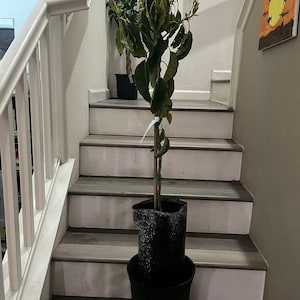 May include: A small avocado tree with green leaves in a black pot on a set of wooden stairs. The tree is wrapped in a black fabric.